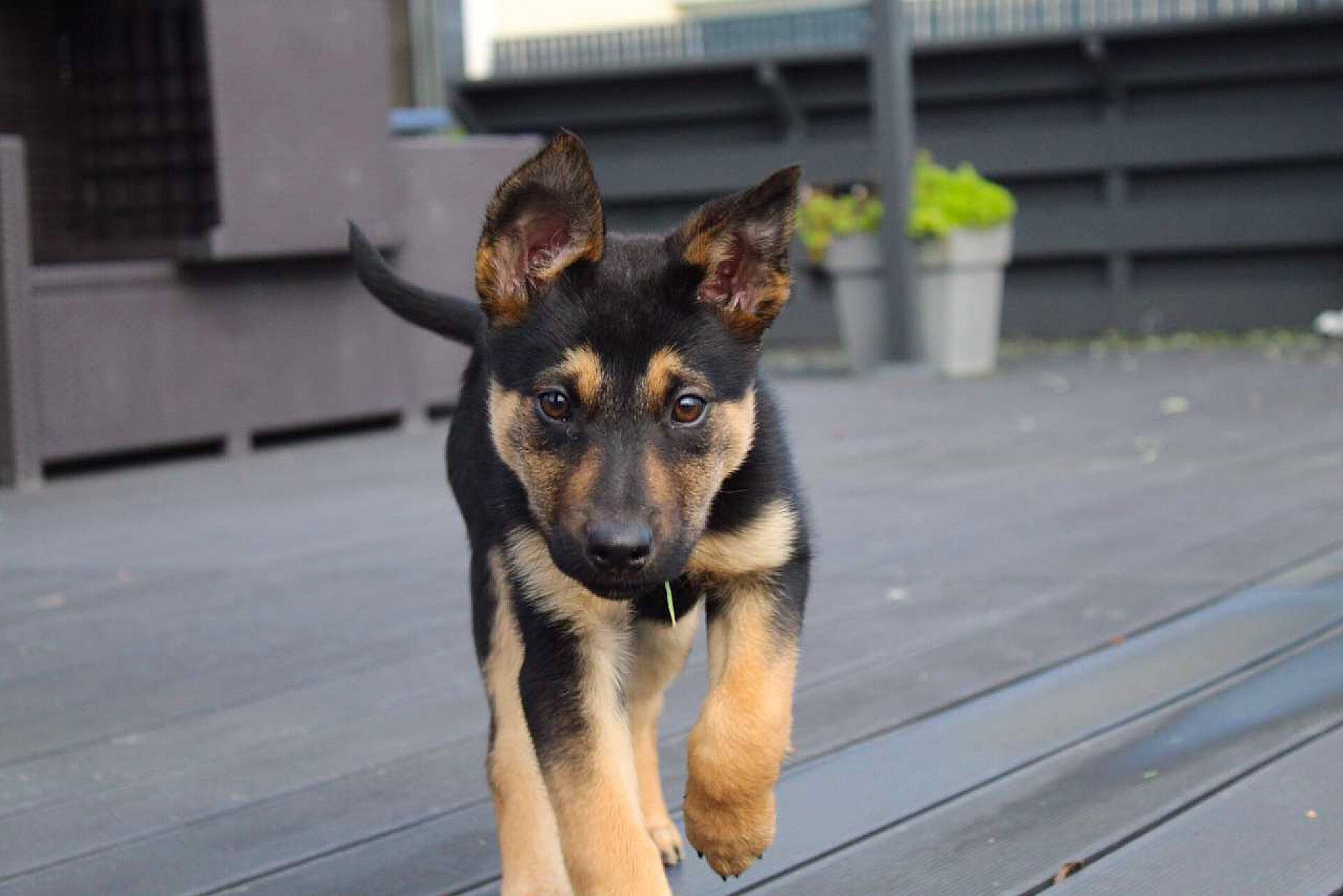 Laska participe au concours pour gagner de l'argent avec cette photo : belgian_shepherd, belgian_shepherd_malinois, canidae, carnivore, dog, dog_breed, east_european_shepherd, fawn, german_shepherd_dog, king_shepherd, kunming_wolfdog, mammal, old_german_shepherd_dog, police_dog, rare_breed_dog, shiloh_shepherd_dog, snout, street_dog, vertebrate, working_dog