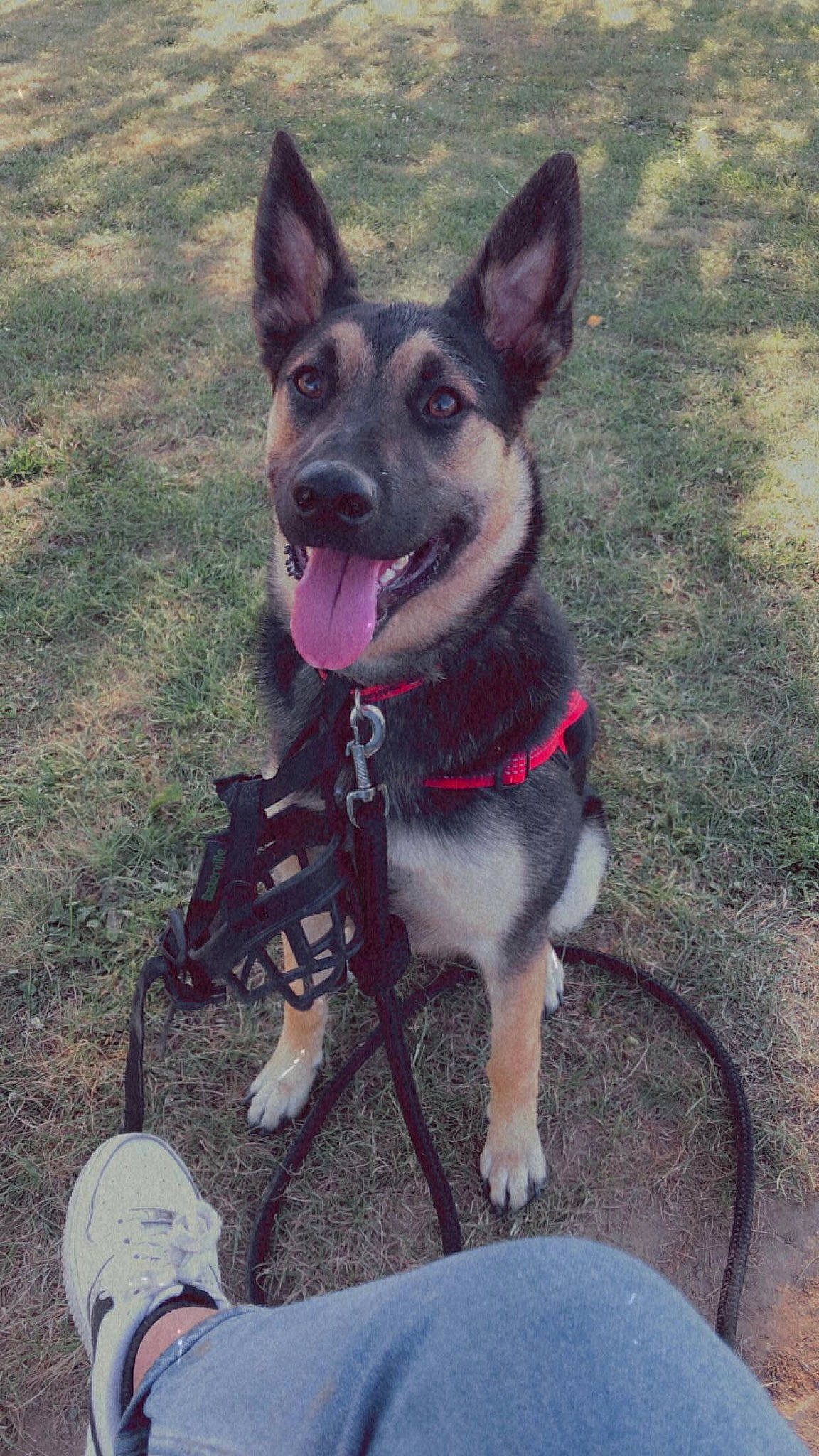 Laska participe au concours pour gagner de l'argent avec cette photo : belgian_shepherd_malinois, canidae, carnivore, dog, dog_breed, east_european_shepherd, fawn, german_shepherd_dog, king_shepherd, kunming_wolfdog, mammal, old_german_shepherd_dog, police_dog, rare_breed_dog, shiloh_shepherd_dog, snout, vertebrate, working_dog