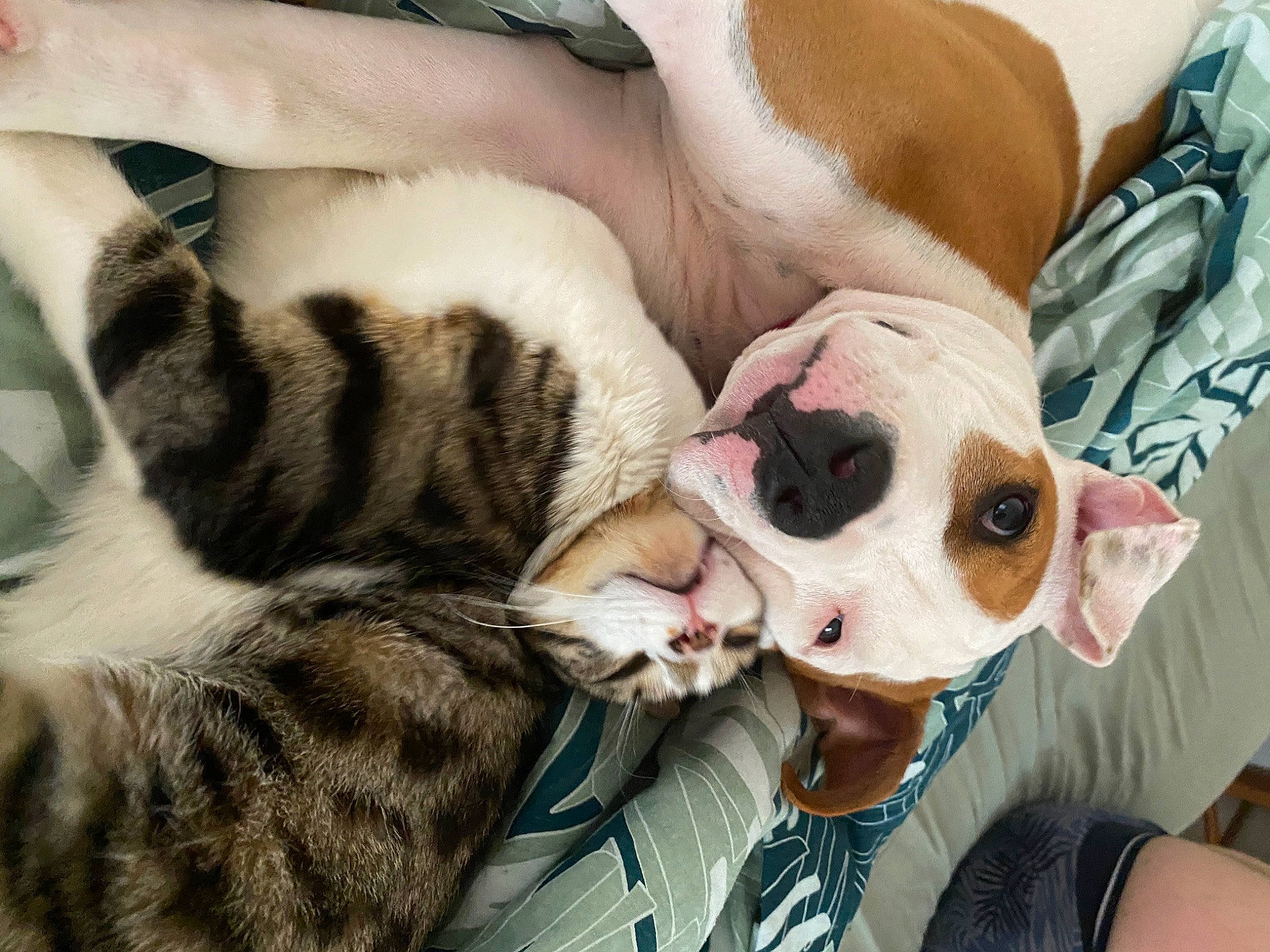 Umii participe au concours pour gagner de l'argent avec cette photo : carnivore, cat, comfort, companion_dog, domestic_short_haired_cat, eyelash, eyewear, fawn, felidae, fur, happy, nap, paw, selfie, small_to_medium_sized_cats, snout, sunglasses, vision_care, whiskers