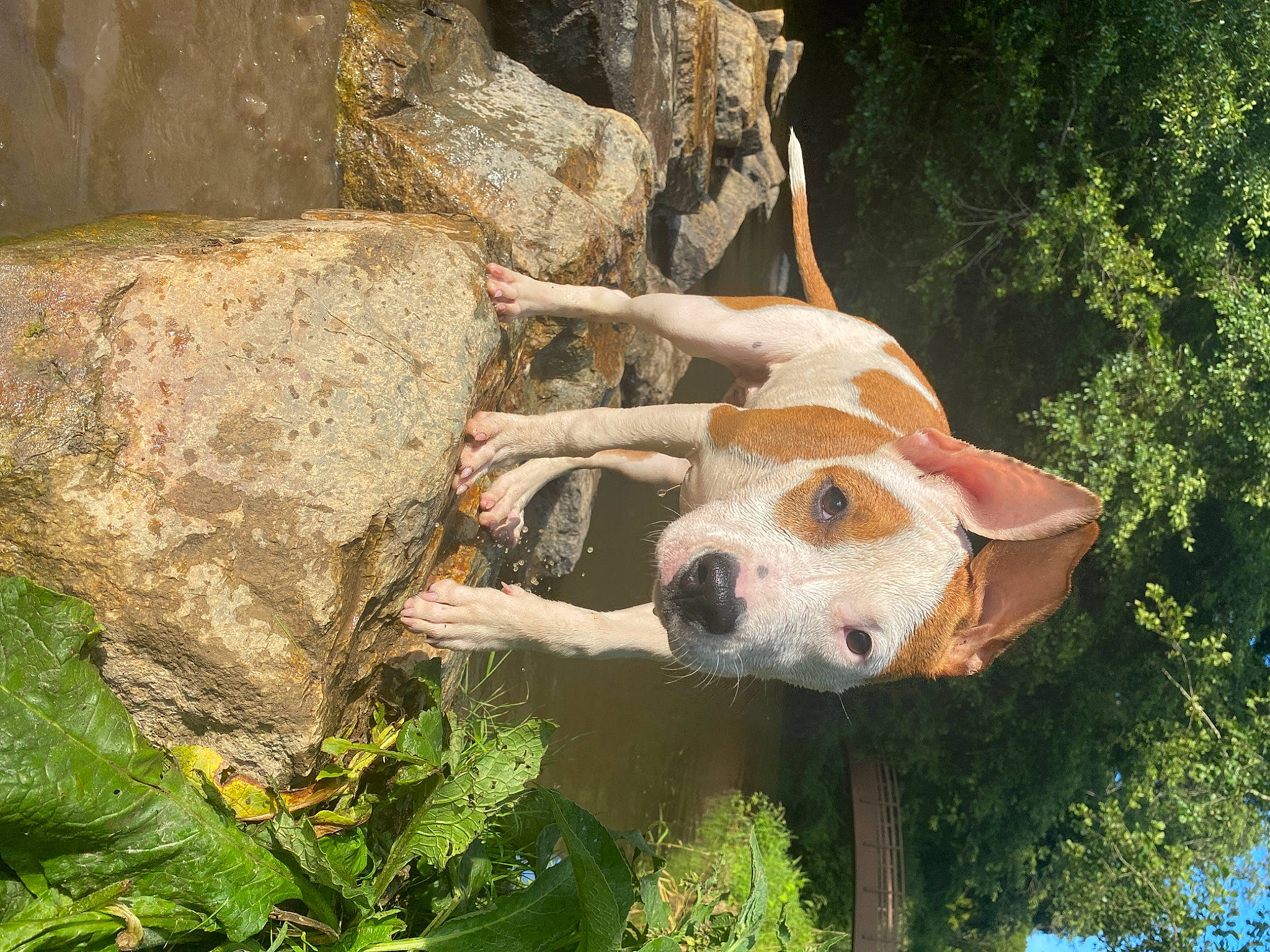 Umii participe au concours pour gagner de l'argent avec cette photo : canidae, carnivore, companion_dog, dog, dog_breed, fawn, grass, hunting_dog, lawn_ornament, plant, rock, snout, sporting_group, terrestrial_animal, toy, tree, working_animal