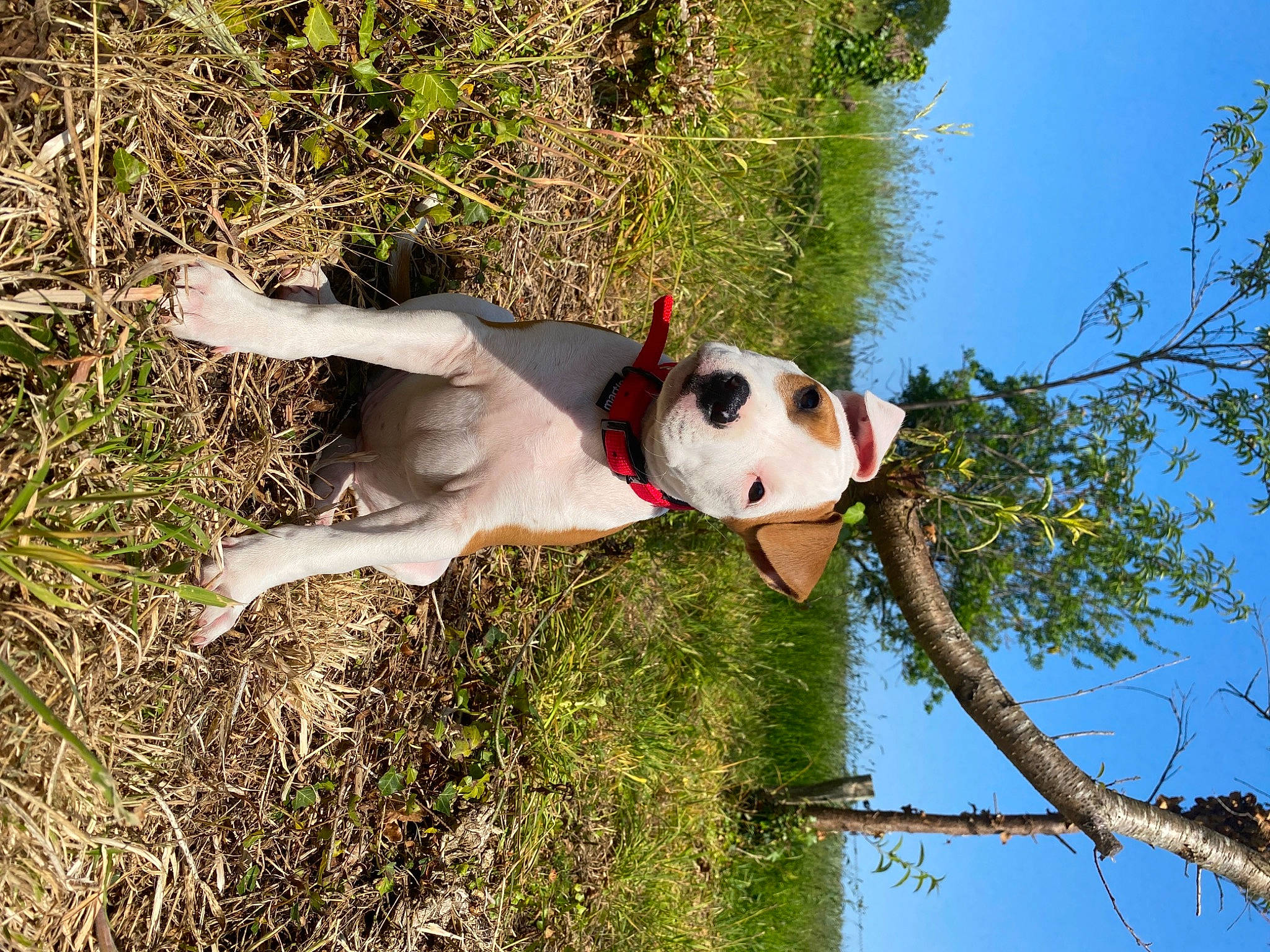 Umii a rejoint le concours — aidez-le/la à gagner de superbes lots ! adventure, ball, carnivore, companion_dog, dog, dog_breed, fawn, fun, grass, happy, leisure, people_in_nature, plant, sky, sporting_group, toy, tree, trunk, twig, water