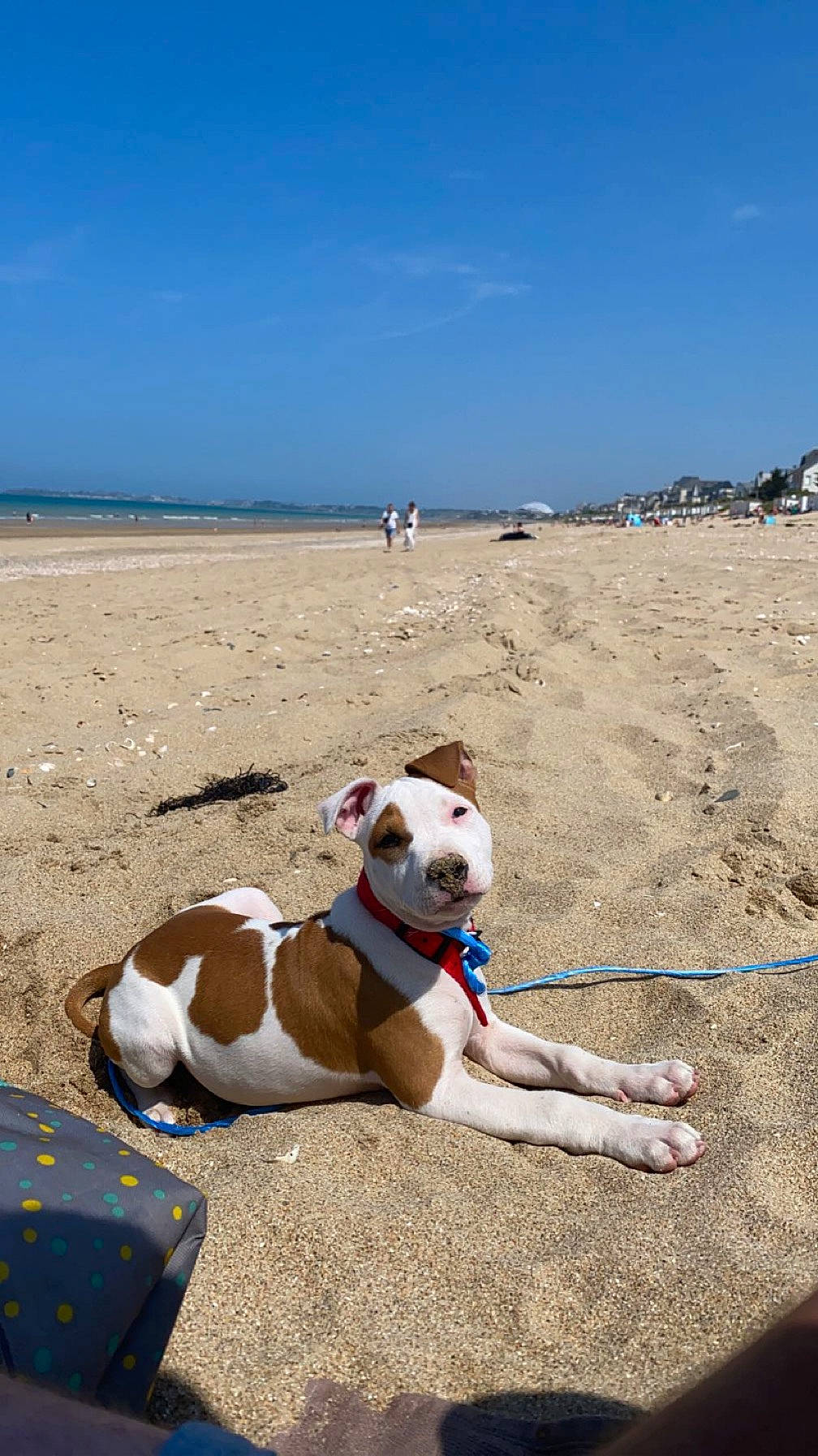 Umii a rejoint le concours — aidez-le/la à gagner de superbes lots ! beach, bulldog, carnivore, collar, companion_dog, dog, dog_breed, dog_collar, fawn, fun, horizon, landscape, ocean, pet_supply, sand, sky, sporting_group, summer, water, working_animal