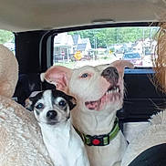 Slinky joined the competition — help win amazing prizes! dog, small_dog, large_dog, car_interior, car_seat, seat_cover, window, collar, pets, animal, companions, road, houses, daylight, fur, ears, snout, black_and_white, white_dog, cozy