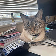 Winter joined the competition — help win amazing prizes! blinds, blue_eyes, books, bottle, calculator, cat, closeup, collar, cords, desk, electronics, feline, headphones, indoor, natural_light, office, pet, resting, technology, window