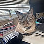 blinds, blue_eyes, books, bottle, calculator, cat, closeup, collar, cords, desk, electronics, feline, headphones, indoor, natural_light, office, pet, resting, technology, window