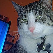 Michi joined the competition — help win amazing prizes! animal_face, animated_character, bone_shaped_tag, cat, close_up, collar, domestic_animal, feline, fur, green_eyes, household, indoor, orange_wall, pet, pink_nose, portrait, relaxed, tag, television, whiskers