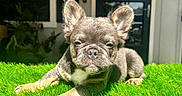 Stacks is registered to the contest to win money with this photo: animal, daytime, dog, door, ears, face, french_bulldog, grass, home, house, lawn, nature, nose, outdoor, paw, pet, puppy, relaxed, sunlight, window
