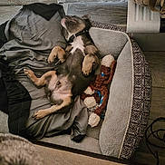 Stacks joined the competition — help win amazing prizes! animal, bed, canine, collar, comfort, cozy, cute, dog, floor, fur, home, indoor, napping, pet, plush_toy, puppy, relaxed, resting, sleeping, toy