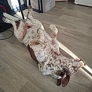 Porto participe au concours pour gagner de l'argent avec cette photo : dog, spotted_dog, lying_down, belly_up, sleeping, relaxed, playful, indoor, wood_floor, sunlight, home, furniture, fan, cabinet, table, room, pet, animal, funny_pose, brown_and_white