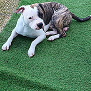 Venom a rejoint le concours — aidez-le/la à gagner de superbes lots ! dog, brindle, white, lying_down, artificial_grass, outdoor, pet, canine, paw, tail, curious, relaxed, fur, snout, ears, grass, pathway, nature, daylight, animal