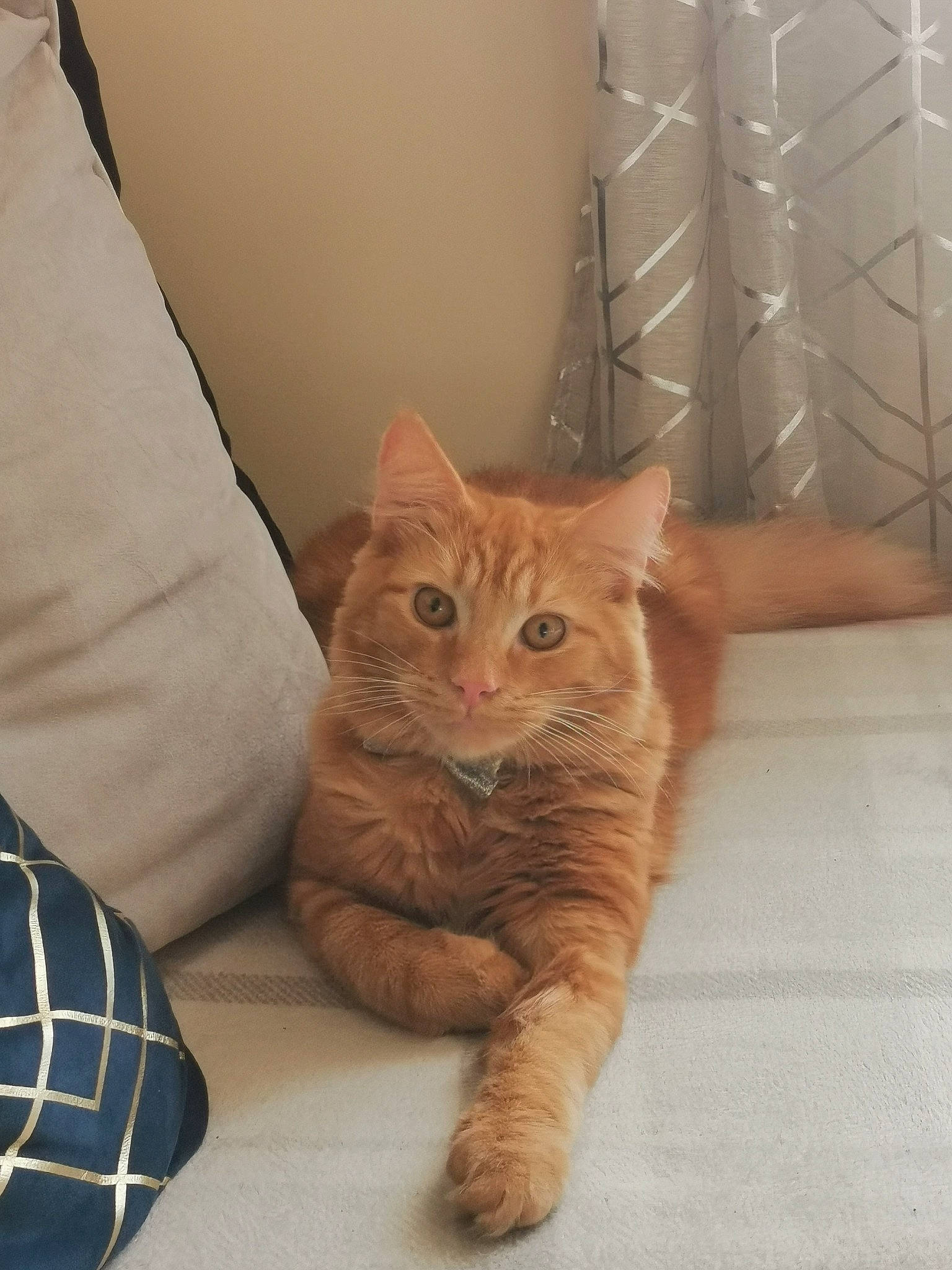 Milo is registered to the contest to win money with this photo: beige, carnivore, cat, comfort, fawn, felidae, fur, kitten, liver, paw, peach, plaid, small_to_medium_sized_cats, snout, tail, tan, tartan, toe, vertebrate, whiskers