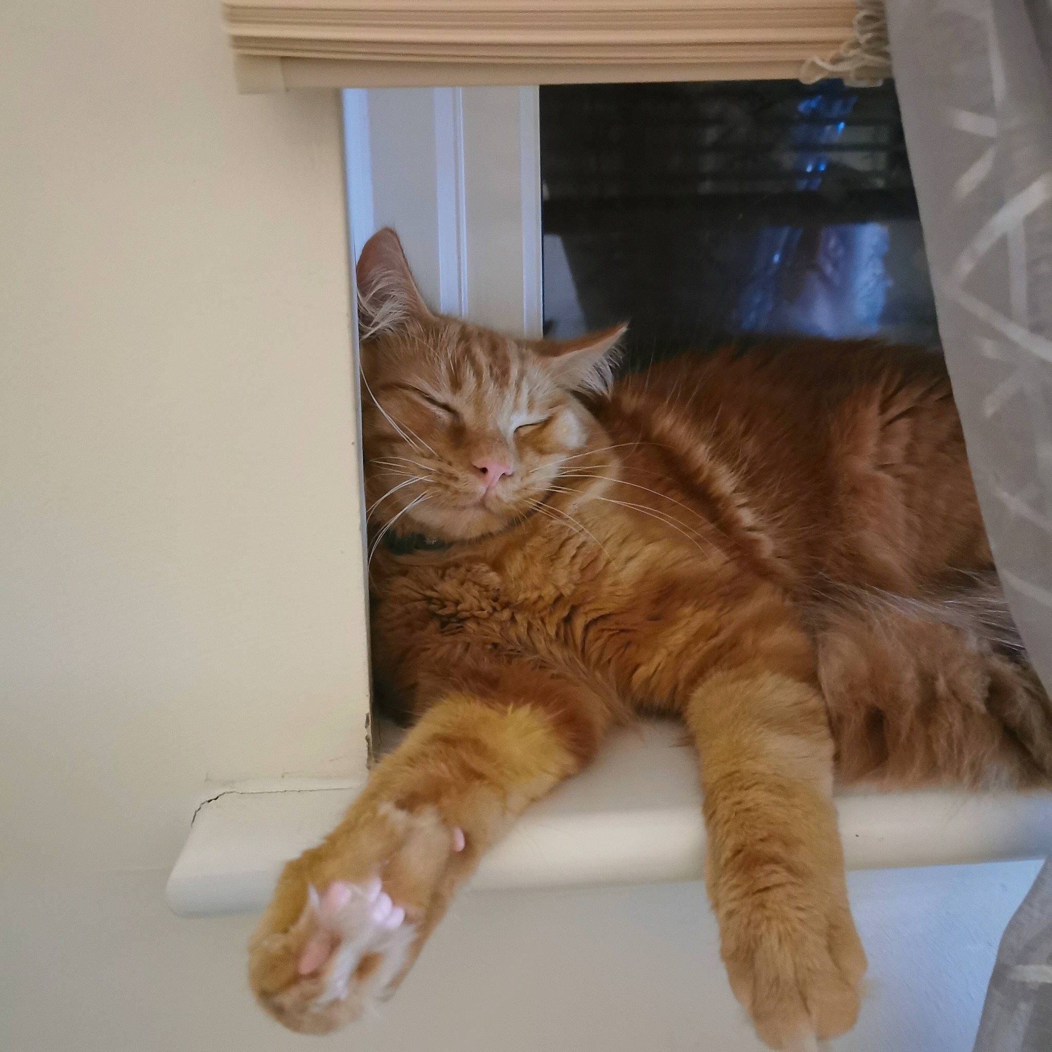 Milo joined the competition — help win amazing prizes! carnivore, cat, claw, domestic_short_haired_cat, fawn, felidae, fur, liver, paw, small_to_medium_sized_cats, tail, vertebrate, whiskers