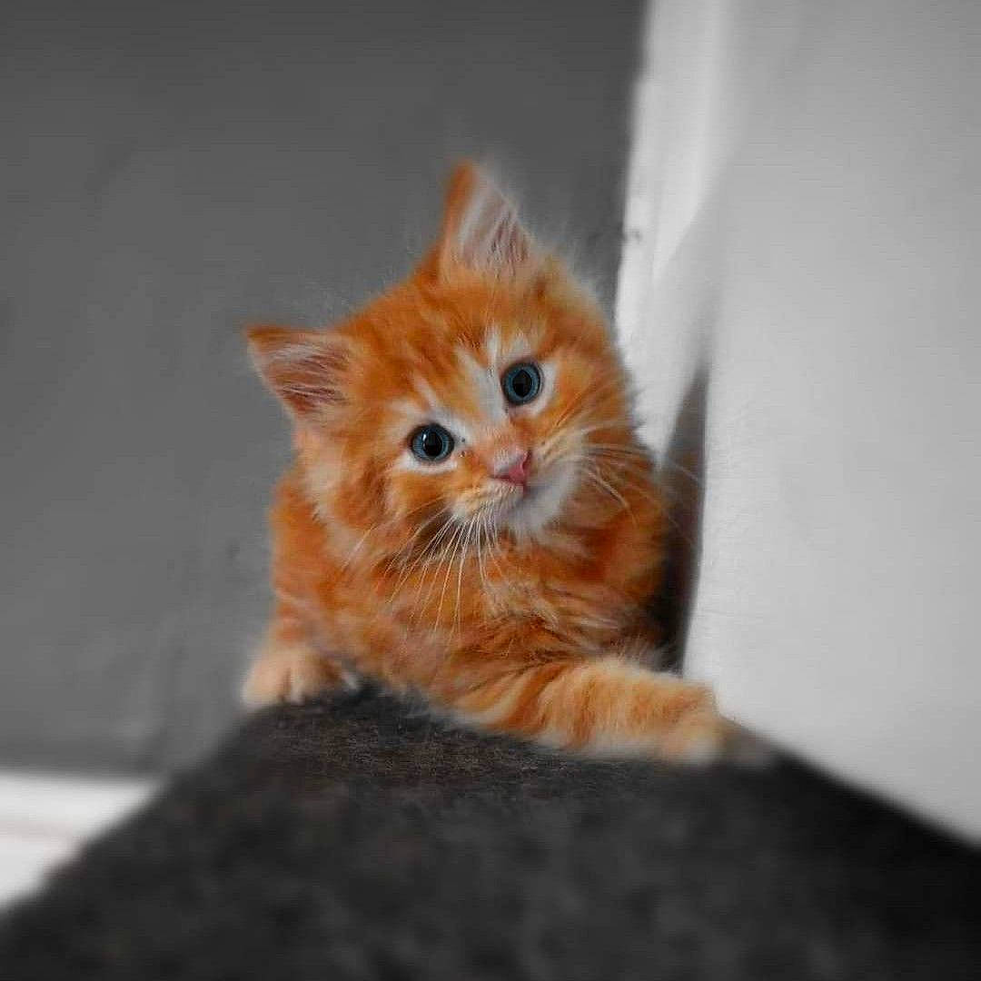 Milo joined the competition — help win amazing prizes! carnivore, cat, domestic_short_haired_cat, fawn, felidae, fur, kitten, orange, peach, small_to_medium_sized_cats, snout, tail, vertebrate, whiskers