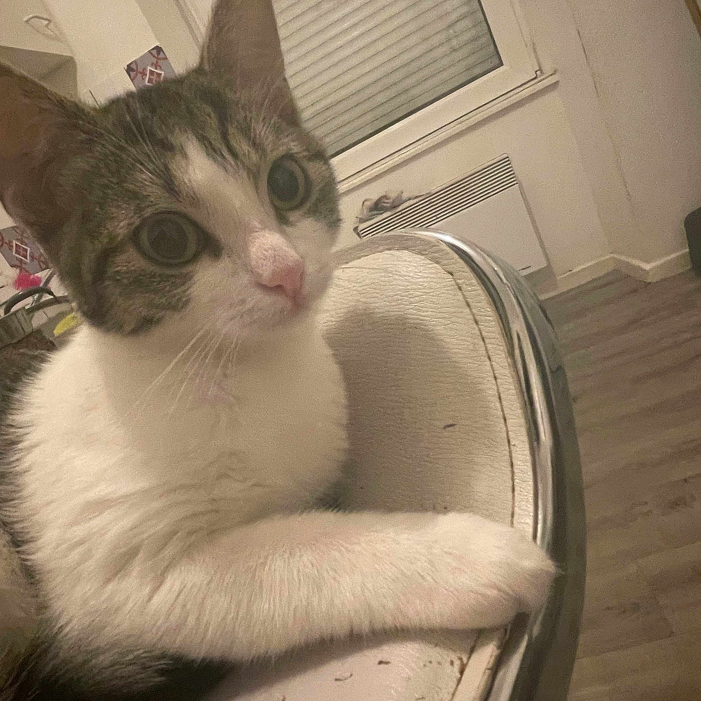 Bianca participe au concours pour gagner de l'argent avec cette photo : abyssinian, animal, architecture, building, cat, chair, couch, furniture, homedecor, house, housing, indoors, interiordesign, kitten, livingroom, manx, pet, room, staircase, wood