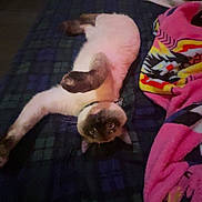 Rajua joined the competition — help win amazing prizes! cat, siamese_cat, pet, indoor, bed, blanket, colorful_blanket, stretching, fur, animal, cute, cozy, resting, feline, mammal, looking, eyes, whiskers, paws, curious