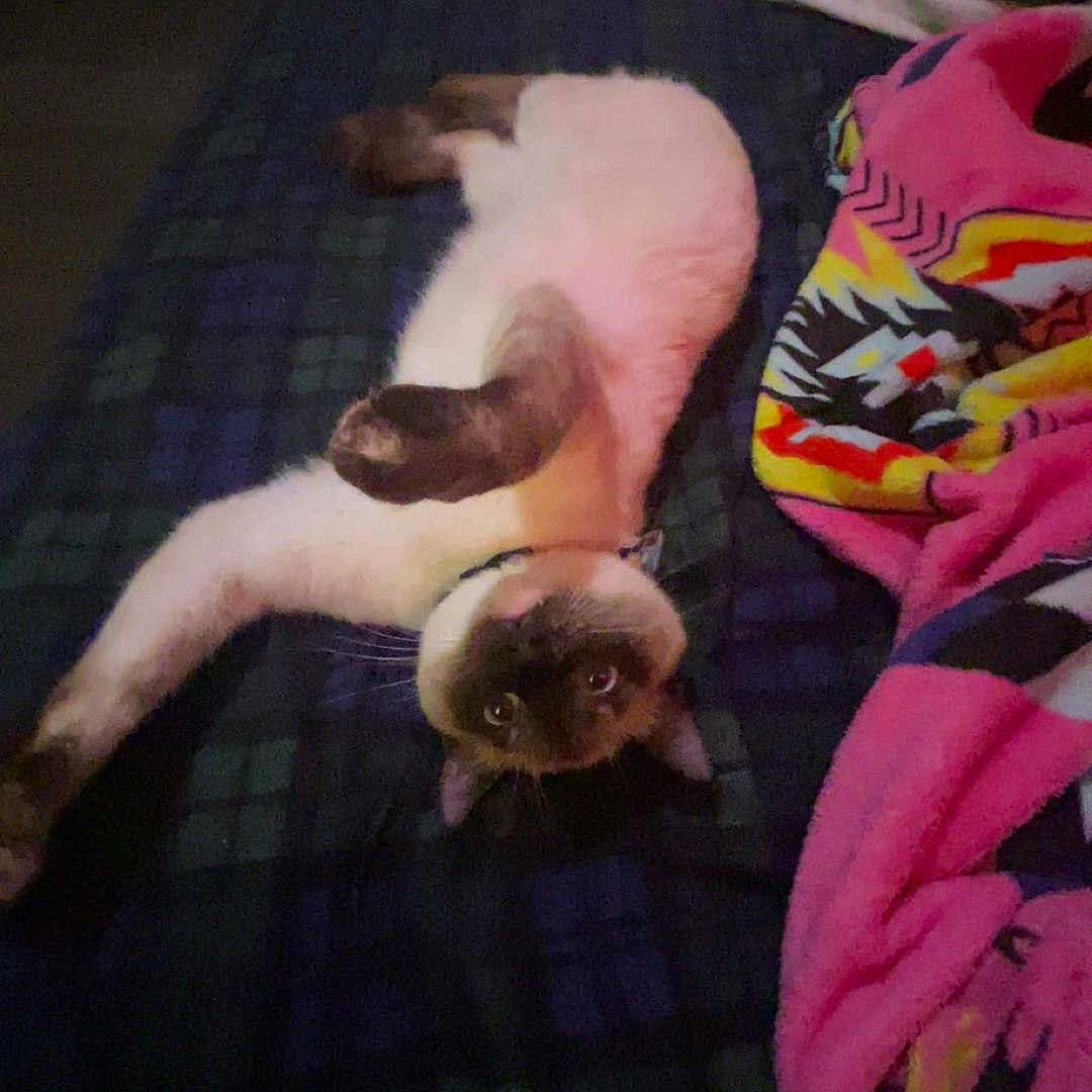 Rajua joined the competition — help win amazing prizes! animal, bed, blanket, cat, colorful_blanket, cozy, curious, cute, eyes, feline, fur, indoor, looking, mammal, paws, pet, resting, siamese_cat, stretching, whiskers