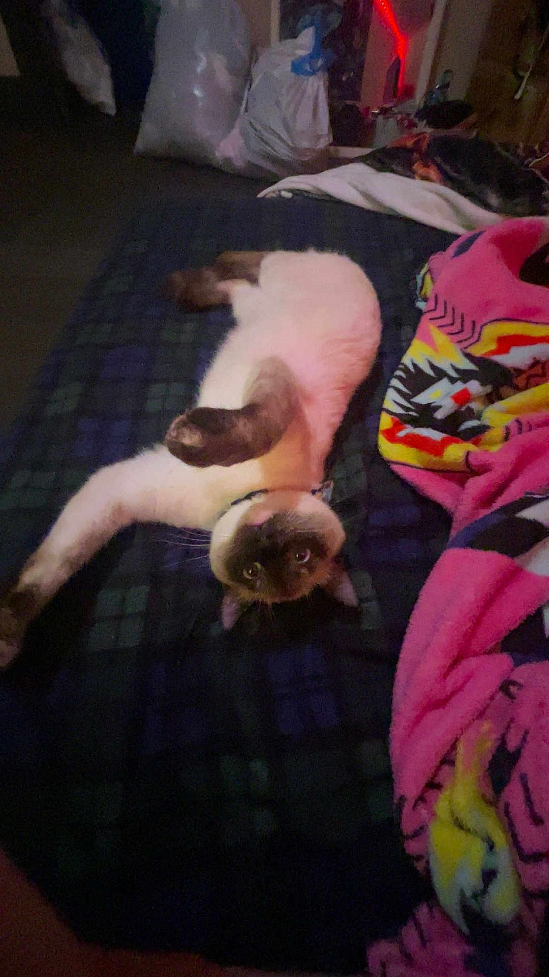 Rajua joined the competition — help win amazing prizes! cat, siamese_cat, pet, indoor, bed, blanket, colorful_blanket, stretching, fur, animal, cute, cozy, resting, feline, mammal, looking, eyes, whiskers, paws, curious