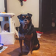 Bailey is registered to the contest to win money with this photo: animal, cat_tree, collar, companion, cute, dog, domestic, door, floor, funny_face, furniture, hats, household, indoor, pet, room, shadow, shelf, wall, wooden_floor