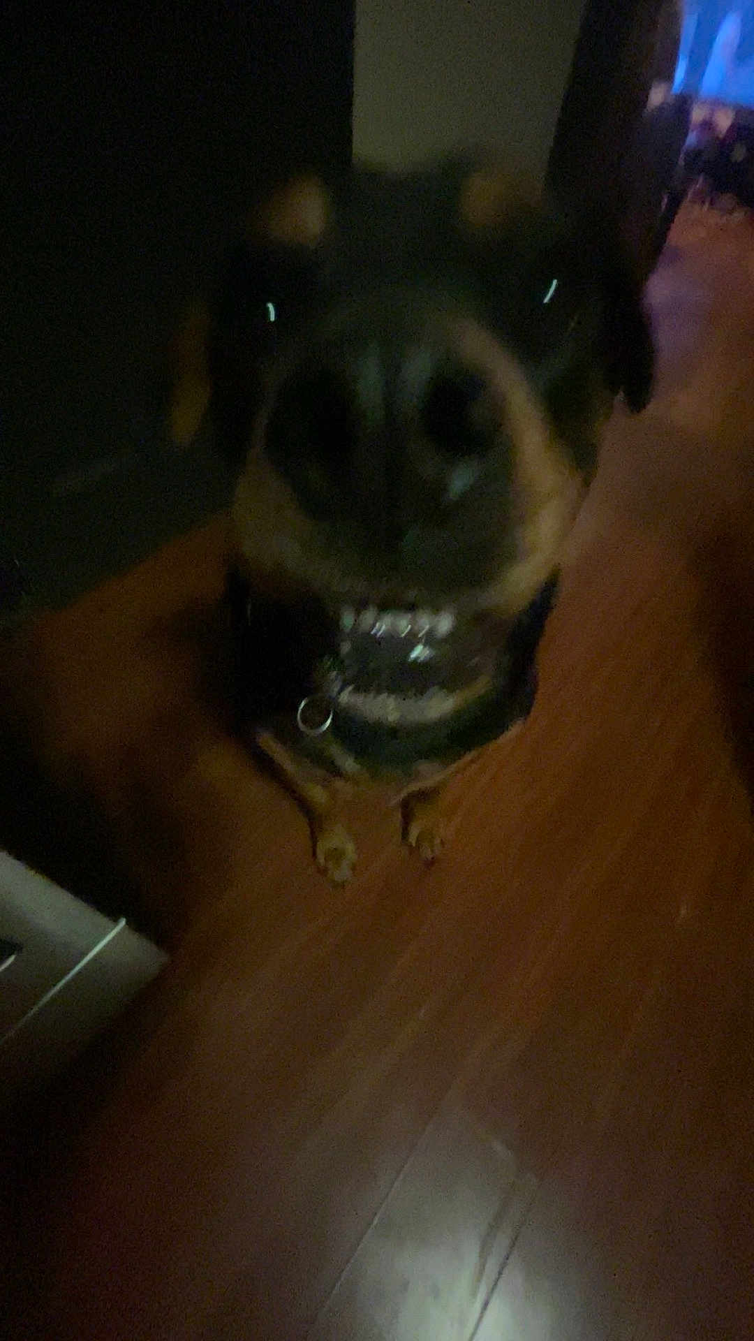Bailey