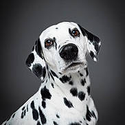 Penny participe au concours pour gagner de l'argent avec cette photo : dalmatian, dog, pet, portrait, animal, black_and_white, spots, head_tilt, brown_eyes, fur, studio, gray_background, closeup, mammal, canine, domestic_animal, looking, cute, friendly, alert