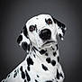dalmatian, dog, pet, portrait, animal, black_and_white, spots, head_tilt, brown_eyes, fur, studio, gray_background, closeup, mammal, canine, domestic_animal, looking, cute, friendly, alert