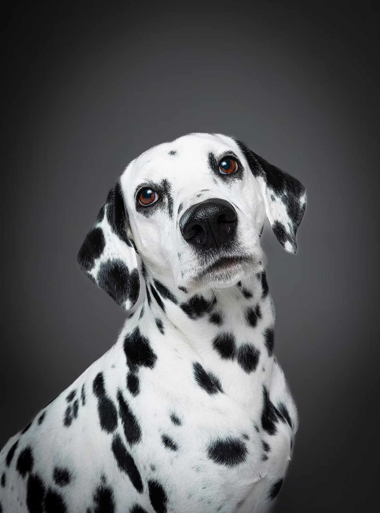 Penny participe au concours pour gagner de l'argent avec cette photo : dalmatian, dog, pet, portrait, animal, black_and_white, spots, head_tilt, brown_eyes, fur, studio, gray_background, closeup, mammal, canine, domestic_animal, looking, cute, friendly, alert