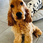 Archangelo a rejoint le concours — aidez-le/la à gagner de superbes lots ! dog, puppy, cocker_spaniel, dalmatian, indoor, floor, tile, pet, animal, curly_fur, brown_dog, white_dog, spots, cushion, relaxed, portrait, closeup, companion, cute, domestic