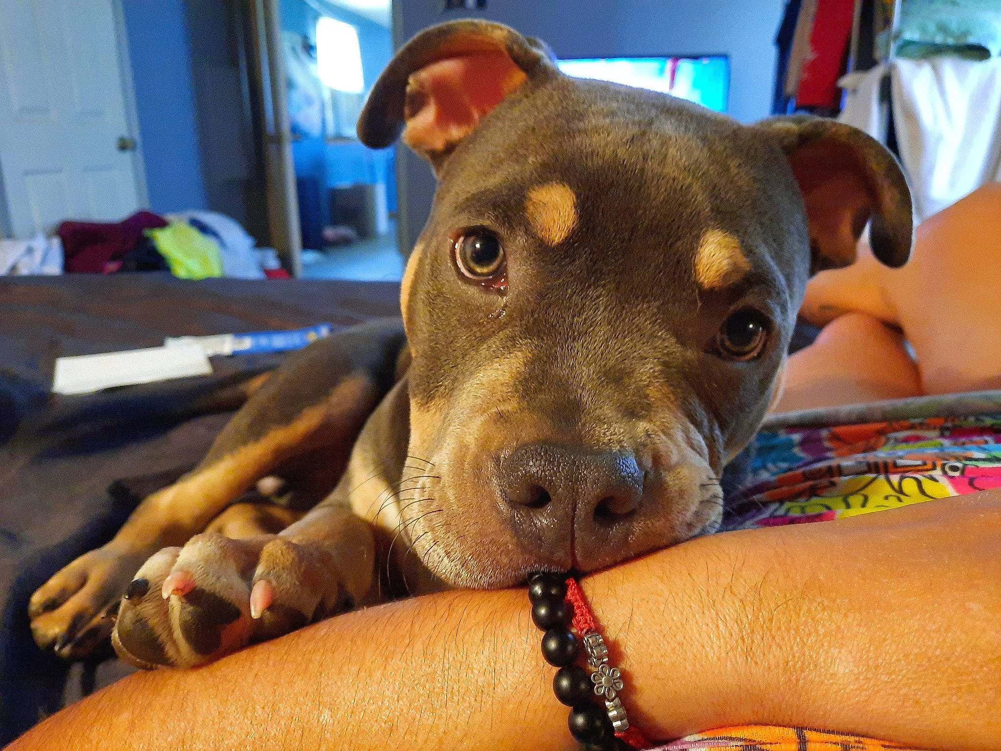 Thanos is registered to the contest to win money with this photo: canidae, carnivore, collar, comfort, companion_dog, dog, dog_breed, dog_collar, dog_supply, ear, fawn, fur, paw, snout, sporting_group, terrestrial_animal, toy_dog, whiskers, working_animal, wrist