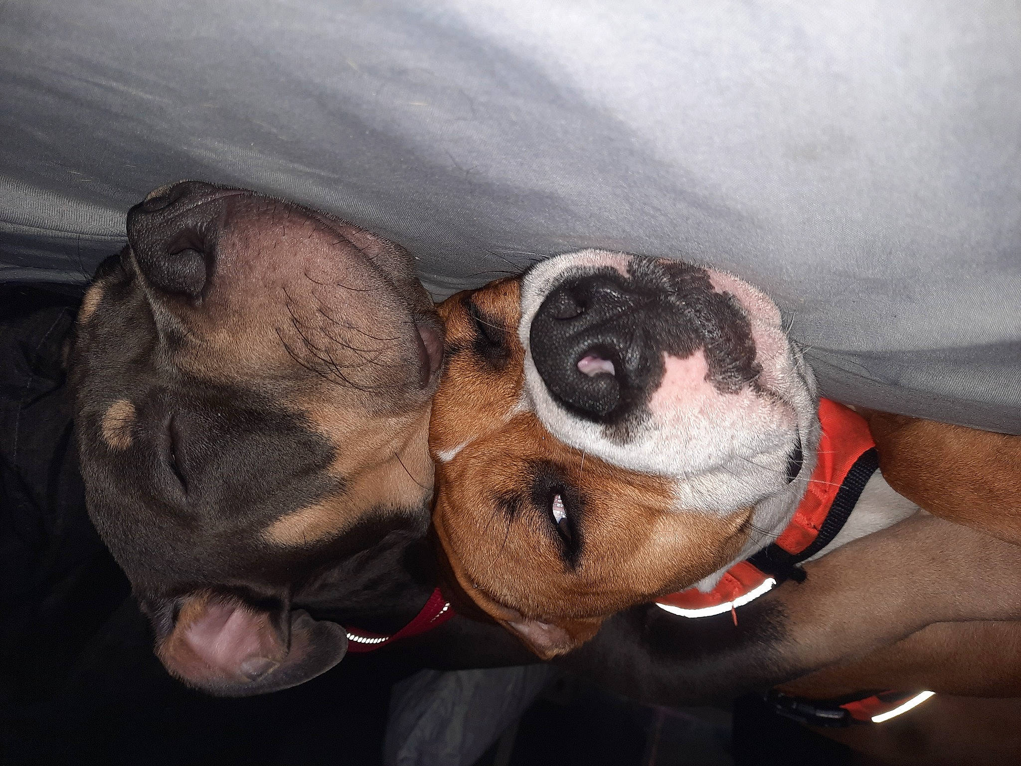 Thanos joined the competition — help win amazing prizes! art, canidae, carnivore, companion_dog, dog, dog_breed, eyewear, fawn, fictional_character, fur, gesture, painting, plush, smile, snout, sporting_group, stuffed_toy, toy, whiskers, working_animal