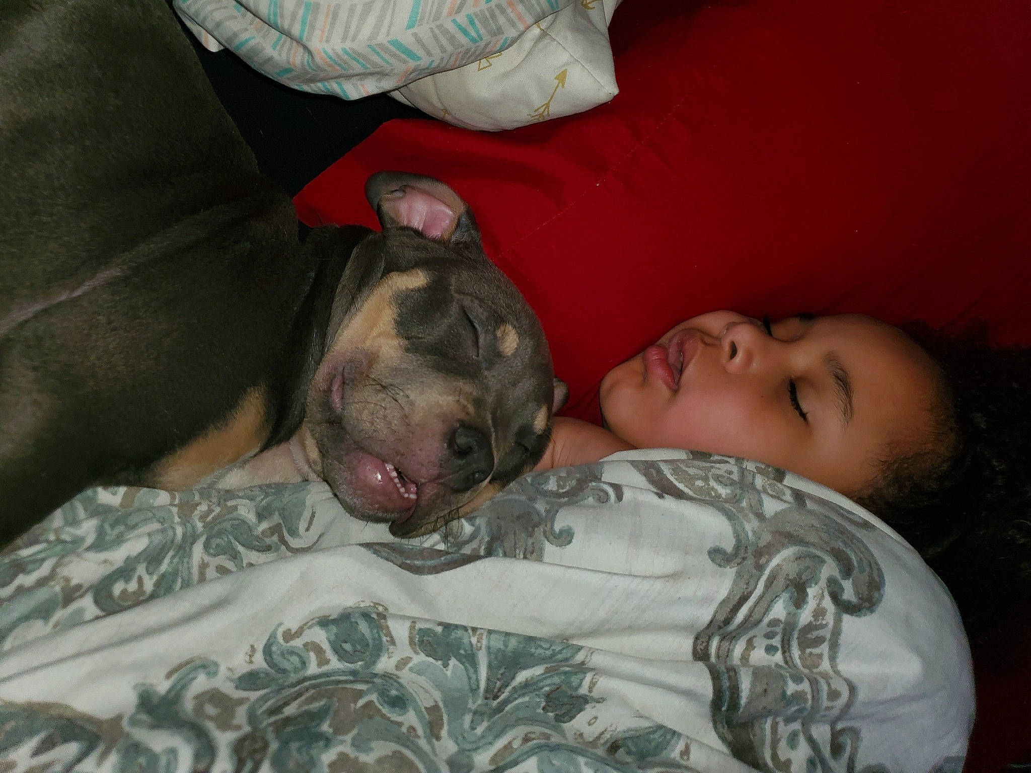 Thanos joined the competition — help win amazing prizes! bed, bedding, camouflage, carnivore, comfort, companion_dog, couch, dog, dog_breed, fawn, fur, guard_dog, hat, linens, military_camouflage, military_person, nap, pattern, sleep, wrinkle