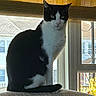 Harley Aka Satan is registered to the contest to win money with this photo: cat, black_and_white, sitting, window, blinds, indoor, pet, feline, fur, animal, domestic, portrait, cushion, looking, daylight, house, home, quiet, calm, suburban
