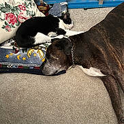 Harley Aka Satan joined the competition — help win amazing prizes! cat, dog, sleeping, carpet, pillow, blanket, indoor, resting, black_and_white_cat, brindle_dog, cozy, pets, animal, floor, furniture, quiet, peaceful, companion, relaxing, home