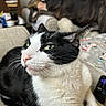 Harley Aka Satan is registered to the contest to win money with this photo: cat, black_and_white_cat, green_eyes, couch, living_room, remote_control, blanket, penguin_pattern, dog, brindle_dog, pet, indoor, furniture, relaxed, whiskers, close_up, fur, domestic_animal, household, cozy