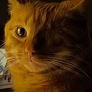 Maxwell joined the competition — help win amazing prizes! cat, orange_cat, close_up, portrait, whiskers, one_eye_visible, warm_lighting, moody, indoor, feline, pet, animal, fur, ears, face, looking_away, shadow, soft_light, cute, domestic_cat
