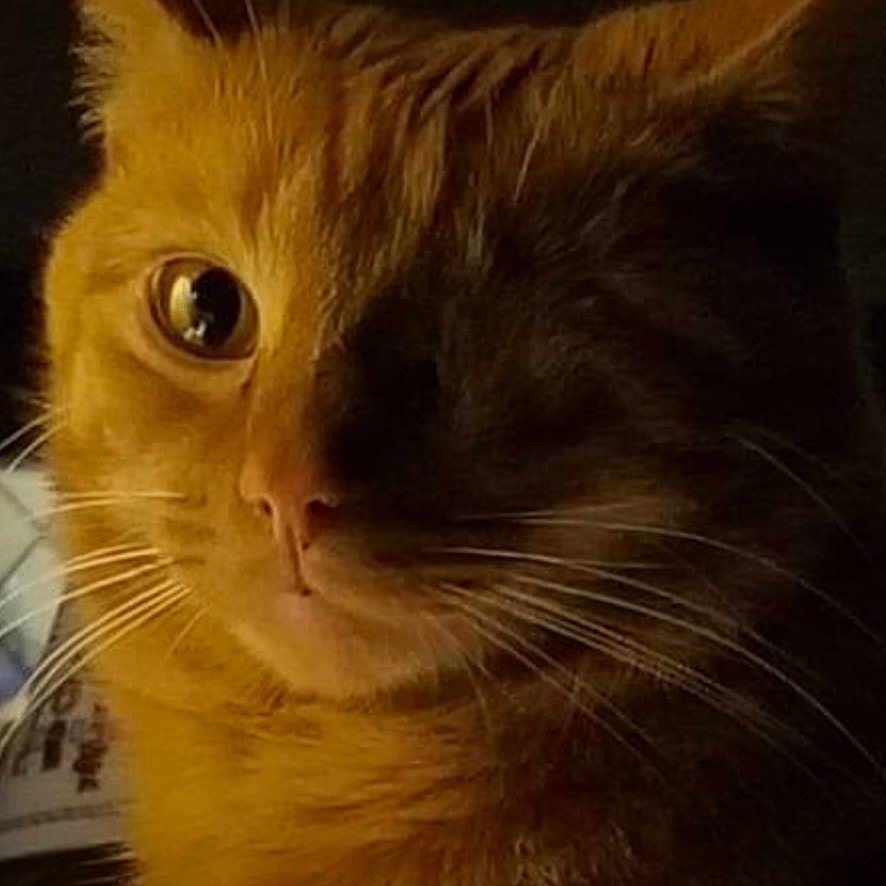 Maxwell joined the competition — help win amazing prizes! cat, orange_cat, close_up, portrait, whiskers, one_eye_visible, warm_lighting, moody, indoor, feline, pet, animal, fur, ears, face, looking_away, shadow, soft_light, cute, domestic_cat
