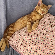 Pepito a rejoint le concours — aidez-le/la à gagner de superbes lots ! cat, kitten, sleeping, ginger, orange, striped, pillow, patterned_pillow, blanket, gray_blanket, cozy, resting, pet, feline, cute, domestic_cat, indoor, relaxed, animal, nap