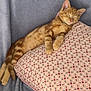 cat, kitten, sleeping, ginger, orange, striped, pillow, patterned_pillow, blanket, gray_blanket, cozy, resting, pet, feline, cute, domestic_cat, indoor, relaxed, animal, nap