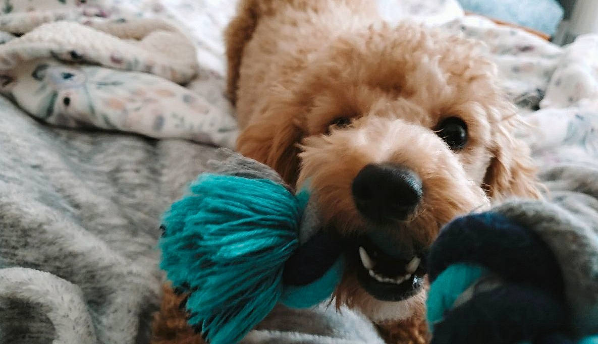 Monty is registered to the contest to win money with this photo: canidae, carnivore, cavapoo, cockapoo, companion_dog, dog, dog_breed, goldendoodle, maltepoo, miniature_poodle, non_sporting_group, poodle, poodle_crossbreed, puppy, puppy_love, schnoodle, snout, sporting_group, toy_dog, toy_poodle