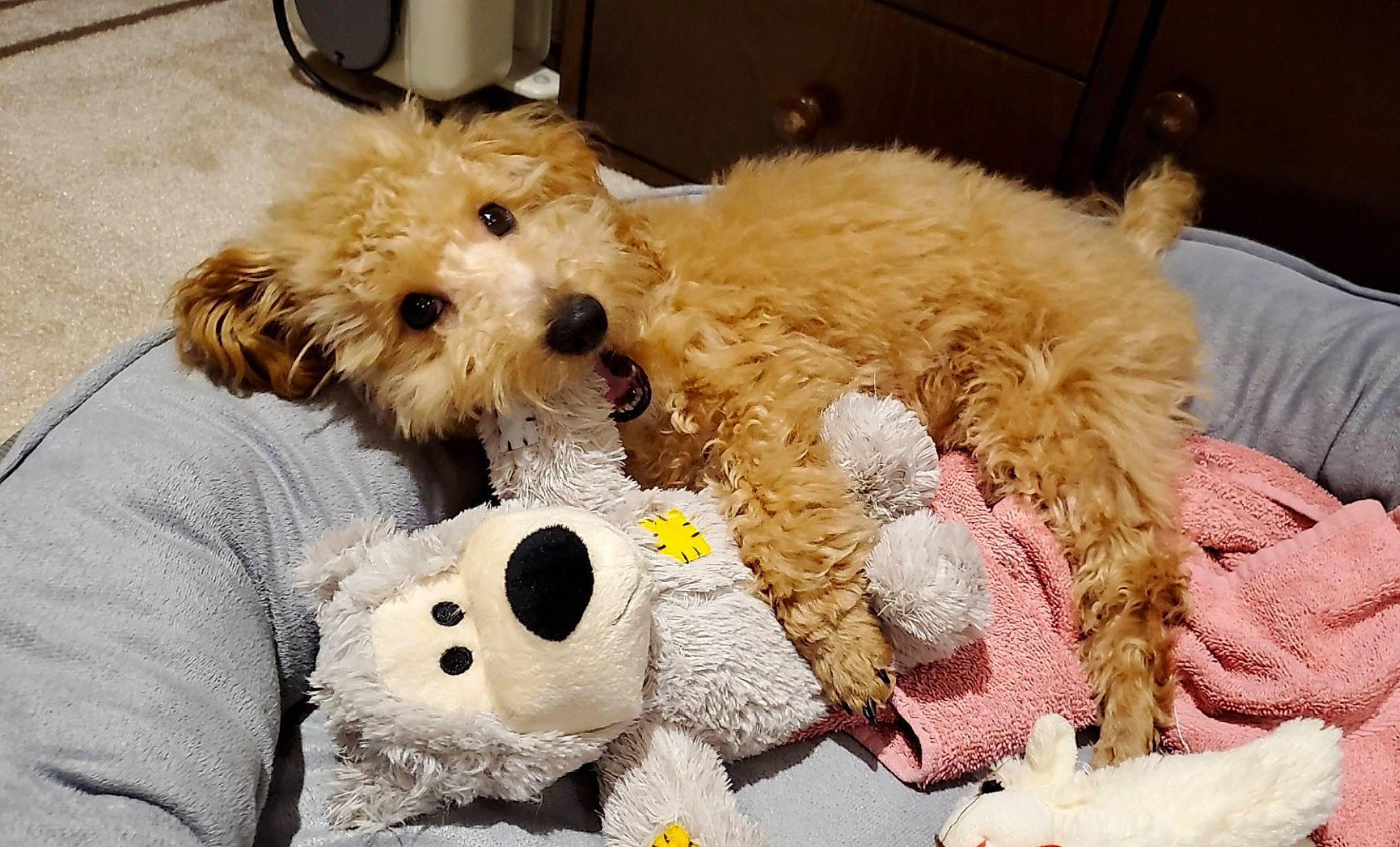 Monty is registered to the contest to win money with this photo: canidae, carnivore, cavachon, cockapoo, companion_dog, dog, dog_breed, goldendoodle, maltepoo, maltese, mammal, non_sporting_group, poodle, poodle_crossbreed, puppy, schnoodle, sporting_lucas_terrier, terrier, toy_dog, toy_poodle