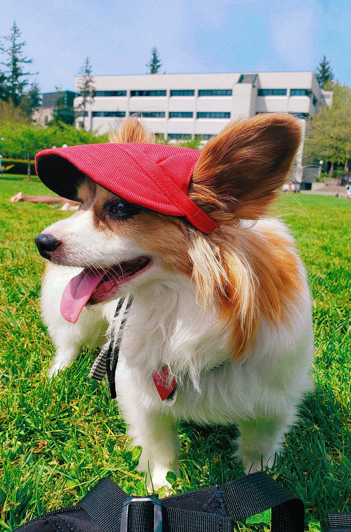 Bea joined the competition — help win amazing prizes! canidae, cardigan_welsh_corgi, carnivore, companion_dog, dog, dog_breed, fawn, grass, mammal, papillon, pembroke_welsh_corgi, snout, sporting_group, vertebrate, welsh_corgi