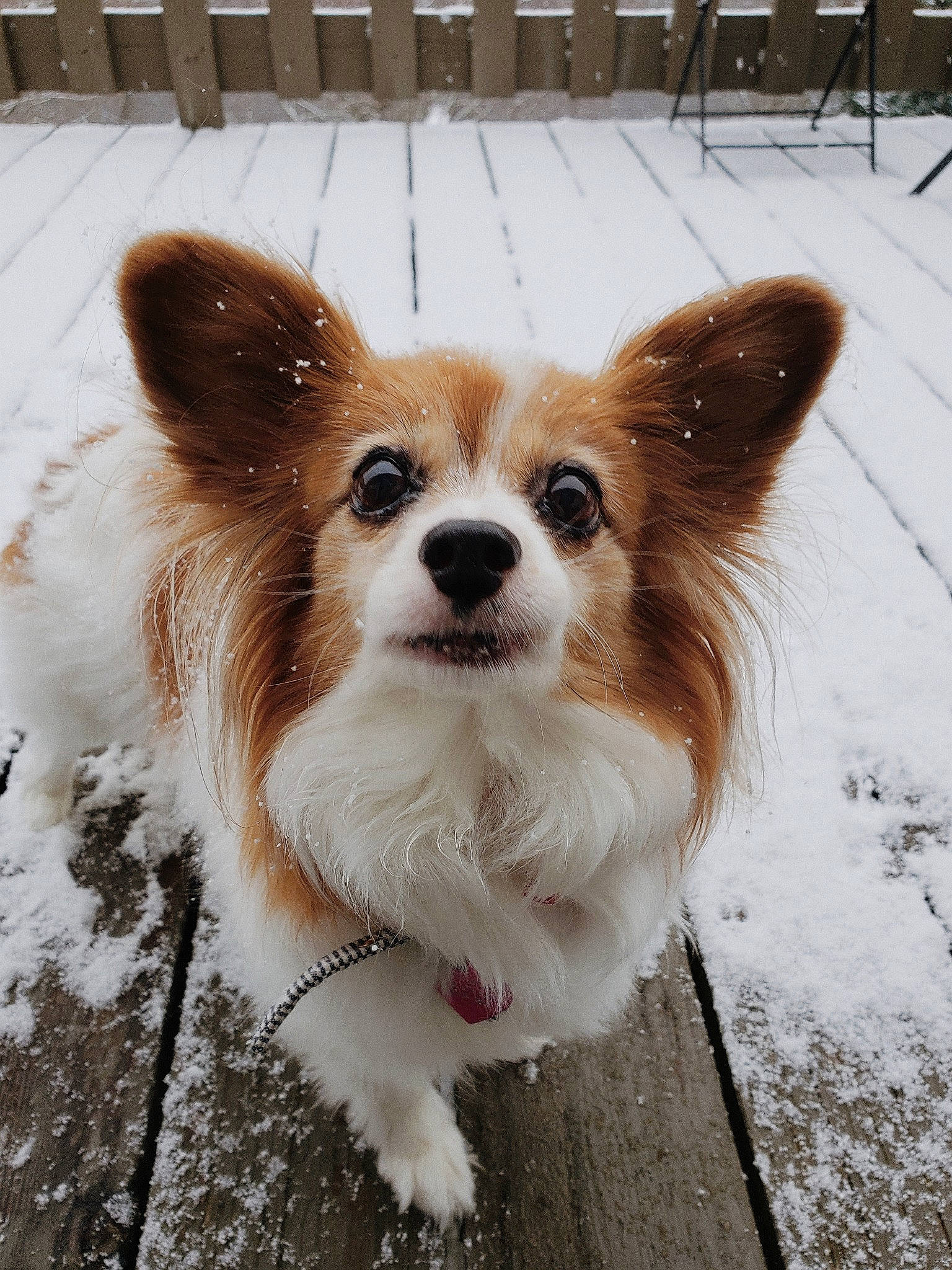 Bea joined the competition — help win amazing prizes! ancient_dog_breeds, canidae, cardigan_welsh_corgi, carnivore, companion_dog, dog, dog_breed, ear, fawn, mammal, papillon, pembroke_welsh_corgi, puppy, rare_breed_dog, snout, sporting_group, toy_dog, vertebrate, welsh_corgi, whiskers