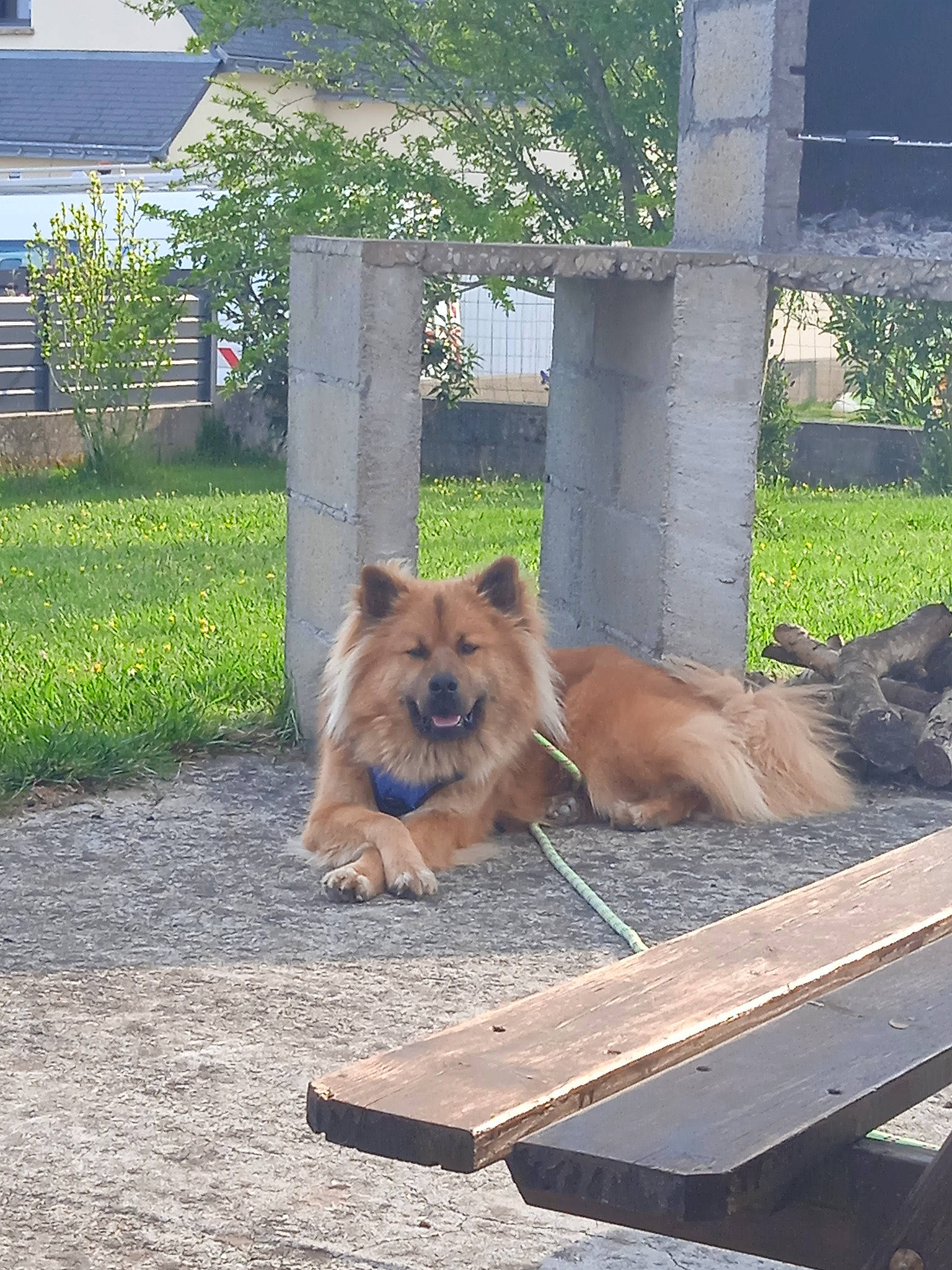 Louky participe au concours pour gagner de l'argent avec cette photo : canidae, carnivore, companion_dog, dog, dog_breed, dog_supply, fawn, fence, flooring, grass, plant, road_surface, roof, snout, sporting_group, tail, tree, window, wood, working_animal