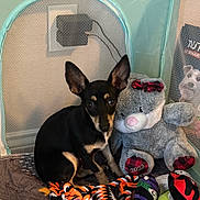 Dobby is registered to the contest to win money with this photo: dog, puppy, toy, stuffed_animal, teddy_bear, playpen, mesh, pet, indoor, cute, small_dog, black_dog, tan_markings, plush, colorful, rope_toy, orange, green_toy, purple_toy, red_bow