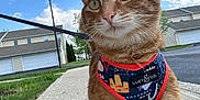 Archie joined the competition — help win amazing prizes! cat, close_up, clouds, eyes, fur, garage, ginger_tabby, grass, harness, house, lamp_post, leash, orange_cat, outdoor, pet, portrait, sidewalk, sky, suburban, whiskers