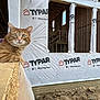 Archie joined the competition — help win amazing prizes! building_frame, cat, construction_site, curious, dirt, ginger_cat, harness, house_wrap, orange_tabby, outdoor, plywood, portrait, sitting, soil, staircase, typar_logo, whiskers, wide_eyes, window_opening, wood_plank