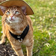 Archie joined the competition — help win amazing prizes! animal, bokeh, cat, close_up, curious, ears, fur, ginger_tabby, grass, green_eyes, harness, hat, leash_ring, nose, outdoor, pet, portrait, shallow_depth_of_field, tabby, whiskers