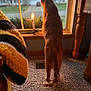 Archie is registered to the contest to win money with this photo: backlit, blanket, candle, carpet, cat, cozy, curious, decor, home, indoor, knit_blanket, neighborhood, orange_cat, pet, shallow_depth_of_field, standing, tail, window, windowsill, wooden_table