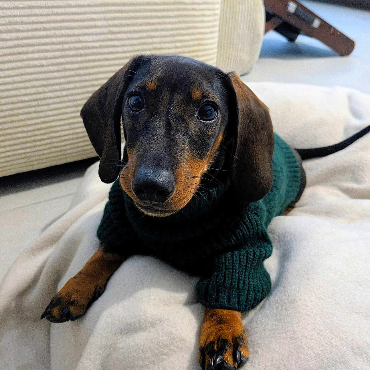 Max a rejoint le concours — aidez-le/la à gagner de superbes lots ! dog, dachshund, puppy, pet, sweater, green_sweater, blanket, indoor, floor, couch, furniture, home, cozy, cute, animal, canine, lying_down, looking_up, ears, black_and_tan