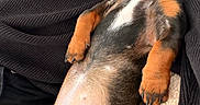 Max participe au concours pour gagner de l'argent avec cette photo : animal, black_fur, blanket, brown_fur, closeup, cozy, cute, dachshund, dog, indoor, lying_down, napping, pet, puppy, relaxed, resting, sleeping, smiling, sweater, white_patch
