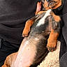 dog, puppy, dachshund, sleeping, relaxed, lying_down, black_fur, brown_fur, white_patch, cozy, blanket, sweater, indoor, pet, cute, smiling, napping, animal, resting, closeup